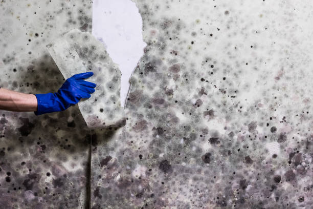 Best Mold Damage Repair  in Sugarland Run, VA